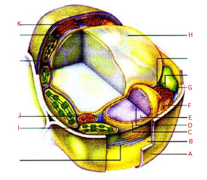 TYPICAL PLANT CELL STRUCTURE