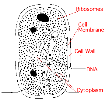 Example of prokaryotic cell