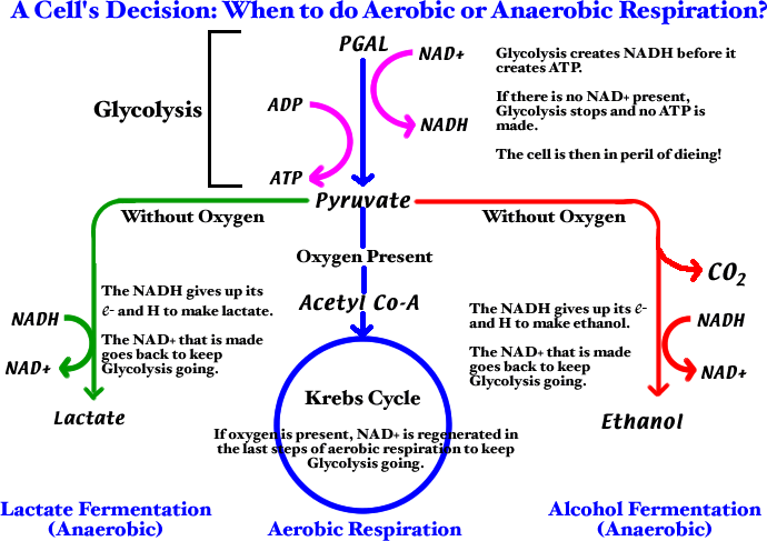 aerobic vs anaerobic vs fermentation